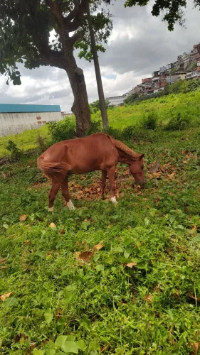 Vende-se cavalo bom todo