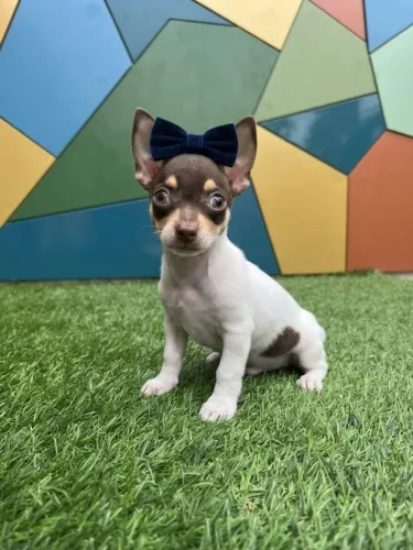 Filhote de Pinscher macho cheio de amor 