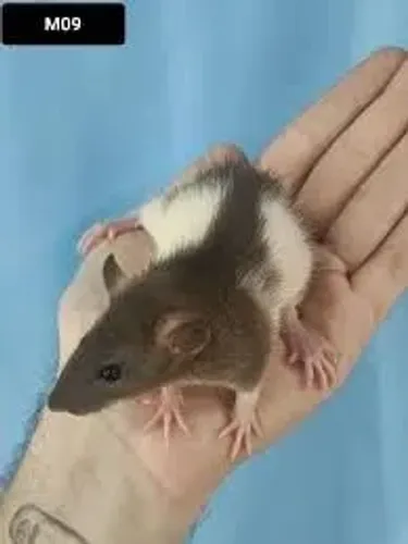 Ratos twister Filhotes 