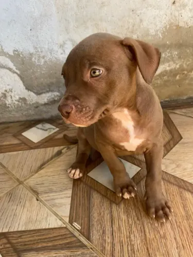 Filhote de pitbull monster fêmea