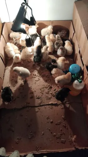 Pintinhos da raça brahma.