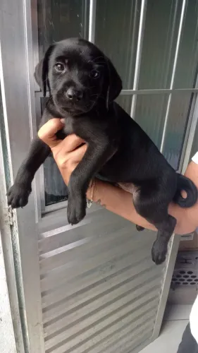 Labrador