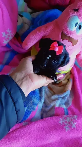Shitzu mini bem piquinininha fêmea