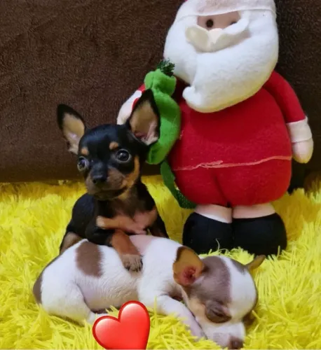 Pinscher 00 machos e fêmea cores raras