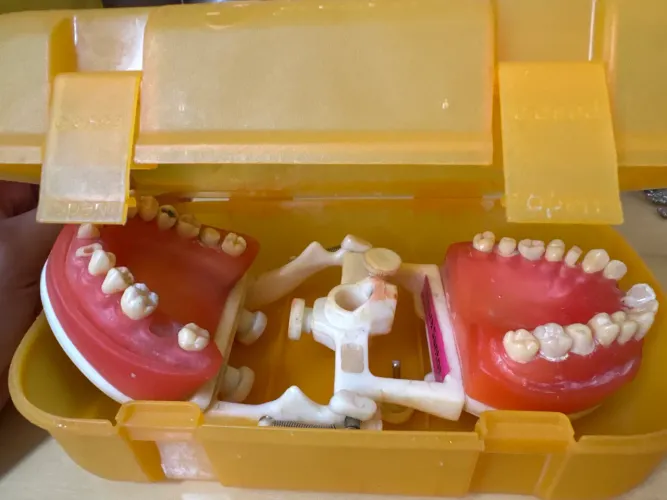 Manequim pronew dentística