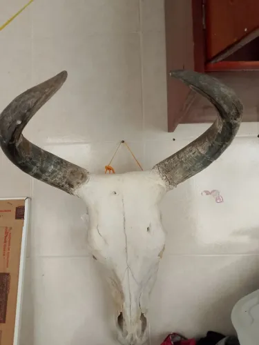 Cabeça de Boi tratada