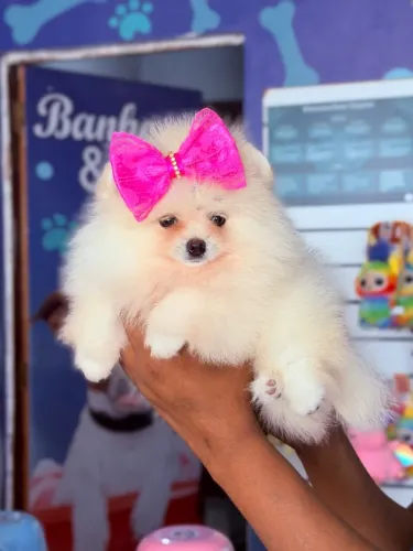 Filhote de Lulu da Pomerania 
