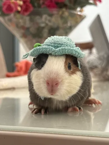 Porquinho da Índia