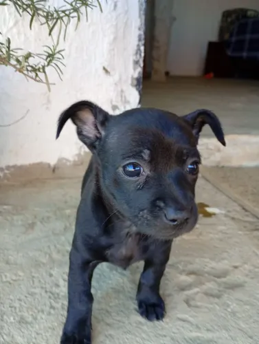 Pinscher fêmea