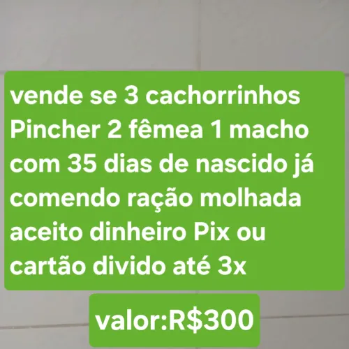 Vende se 3 cachorrinhos Pincher 2 fêmea e1 macho com 36 dias de nascido já comendo ração