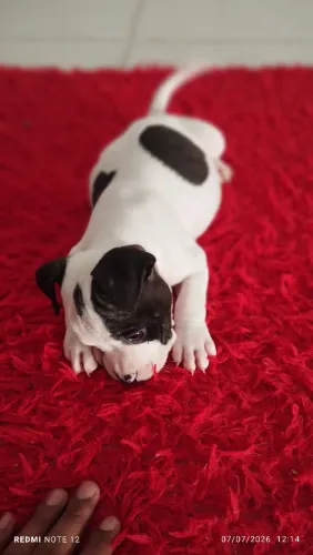 Filhote American bully