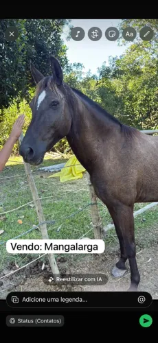 Égua Mangalarga registrada 