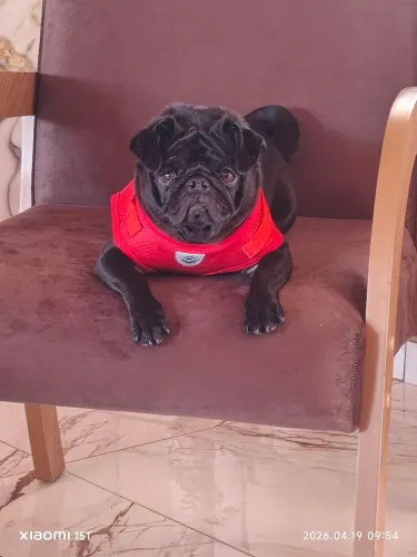 Pug fêmea 