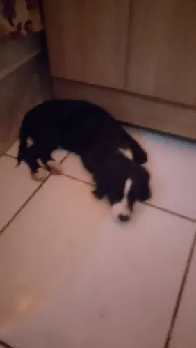 Cachorro pra doação