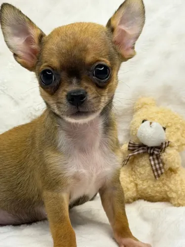 Chihuahua macho Pêlo curto caramelo.
