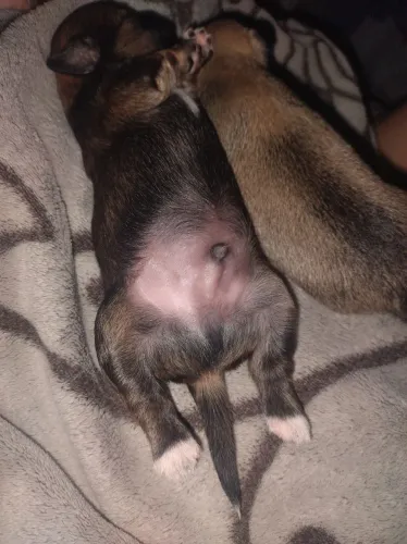 Cachorro para adoção 