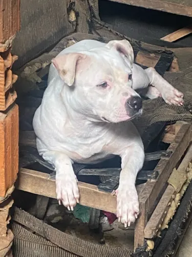 Pet massa vou doar por conta que vou embora 
