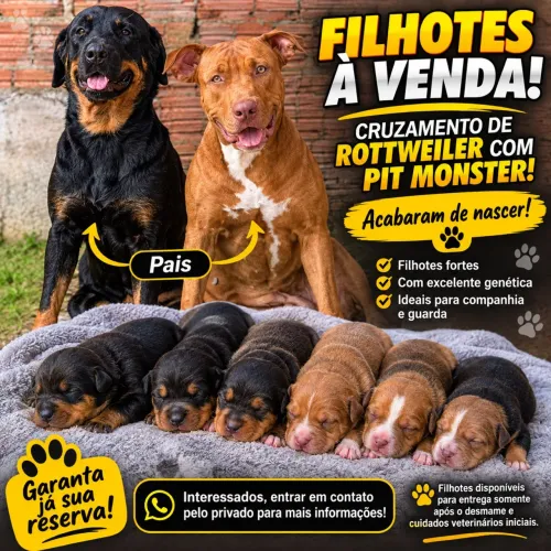 Vendo filhotes ROTTWEILER COM PIT MONSTER!