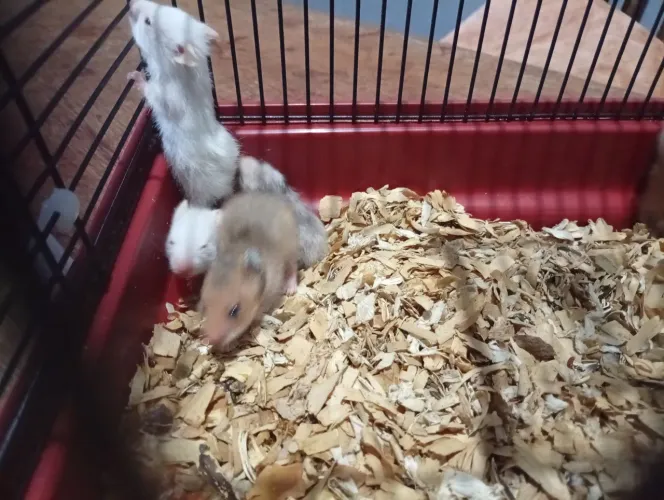 Hamster sirio 
