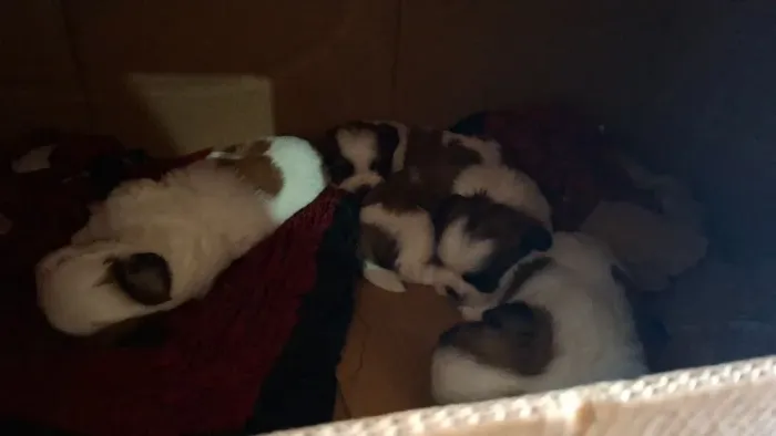 filhotes de Shih Tzu