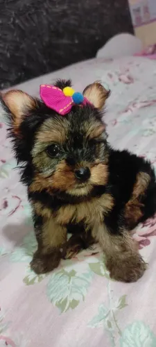 Fêmea de yorkshire micro linda disponível