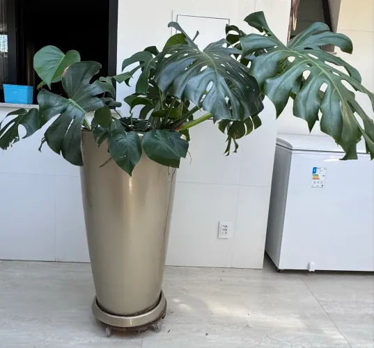 Vaso de planta gigante dourado costela de Adão