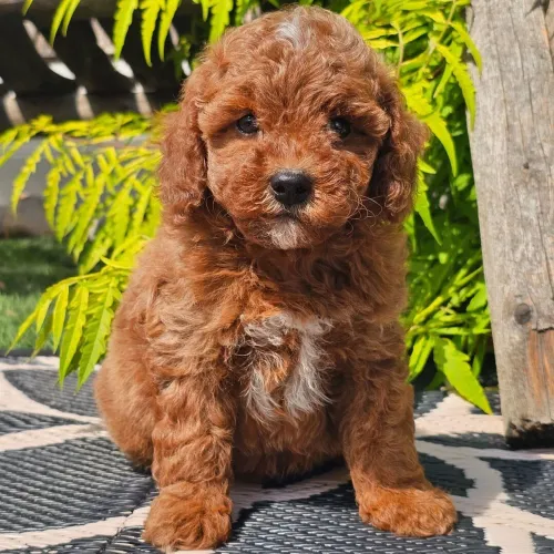 Poodle Toy Red:Pelos cacheado, olhar esperto e coração gigante.