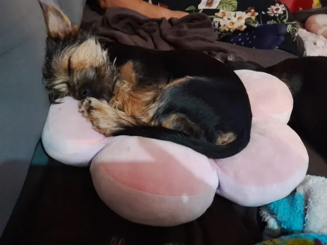 Yorkshire terrier machinho 500