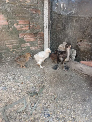 Pintinhos Brahma