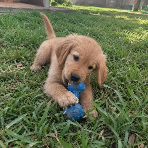 filhotes de goden retriever 