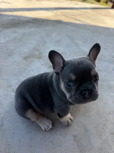 Bulldog Francês