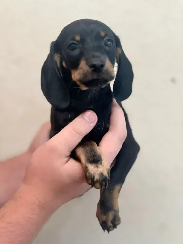 Dachshund Filhote Puro e Carinhoso