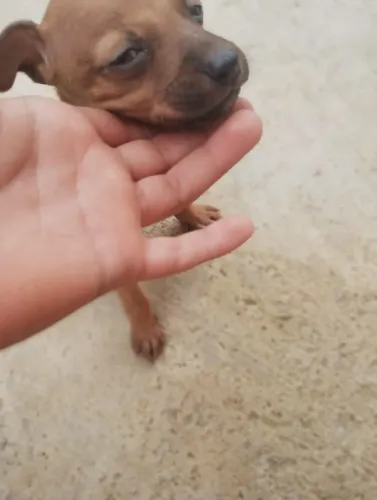 Pinscher macho n1