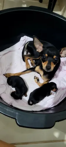 Pinscher N?01