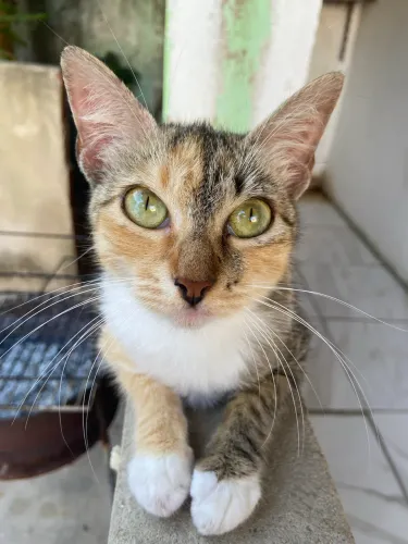 gatinha já castrada para doação 