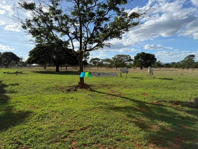 FAZENDA À VENDA - 557,74 HECTARES - BOCAIÚVA (MG)