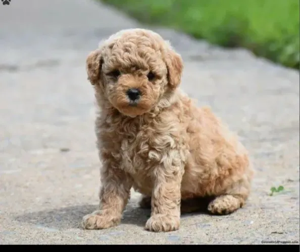 Poodle Abraço/Red ¿