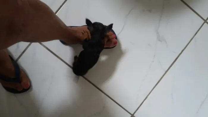 Pinscher 00