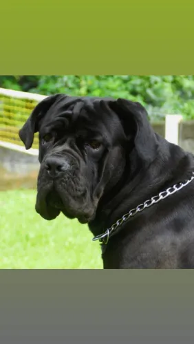Cane corso fêmea. ÚLTIMAS DISPONÍVEIS
