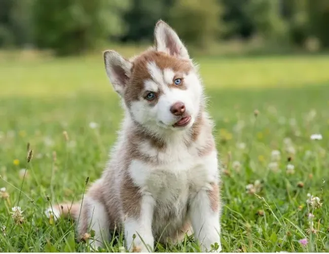 Husky siberieno olhos azuis filhote puro 