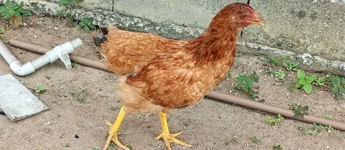 Vendo galinha e frango