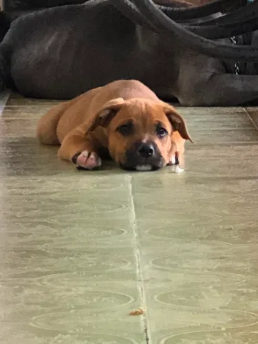 Pit bull fêmea 2 meses de nascida