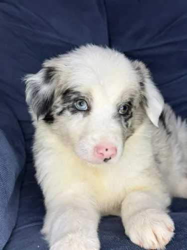 Border Collie