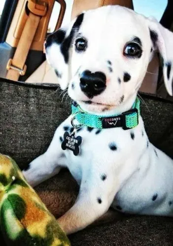 Filhotes De Dálmata - Seu Coração Está Pronto Para Esse Amor De Quatro Patas