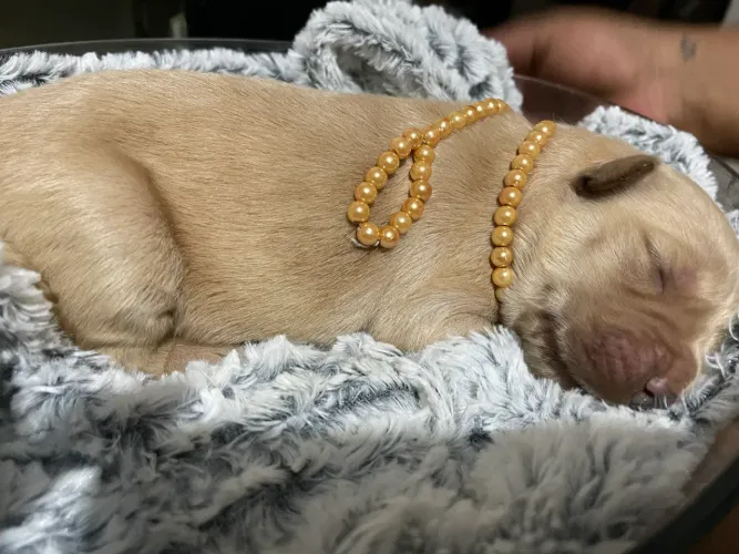 Filhotes de Golden retriever disponível para reserva