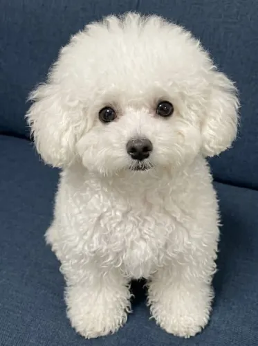 Filhotinhos de poodle toy