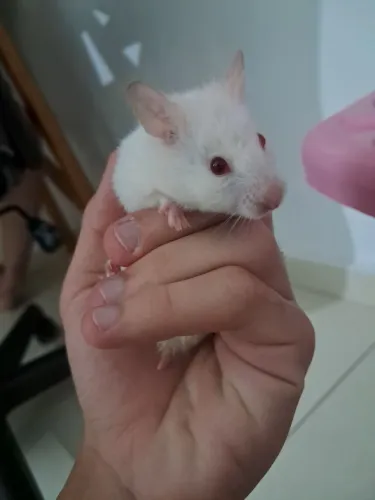 VENDO HAMSTER PEQUENO