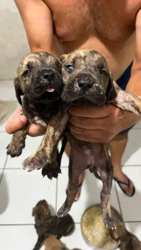 Filhotes de Fila 