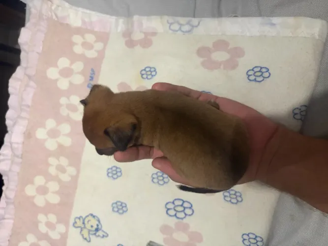 Pinscher macho
