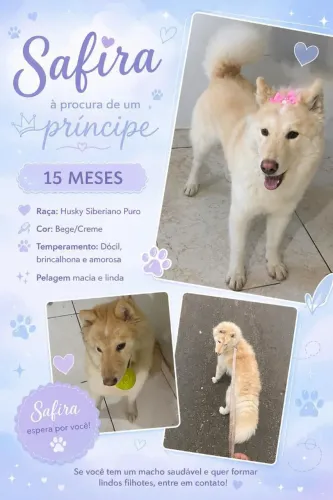Husky Siberiano fêmea para cruza